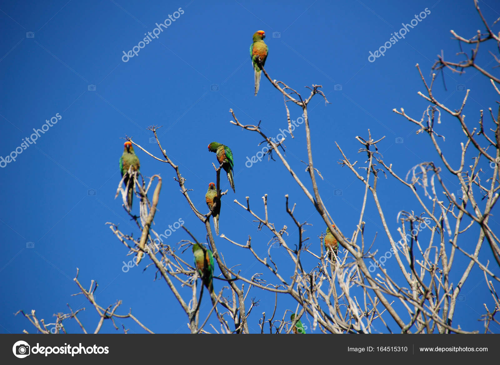 Front Doiseaux Rouges Jandaia Sur Rameaux Photographie