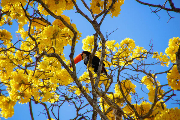 Toucan perched on yellow ipee