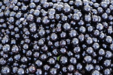 Jabuticaba satış bankada meyvelerini