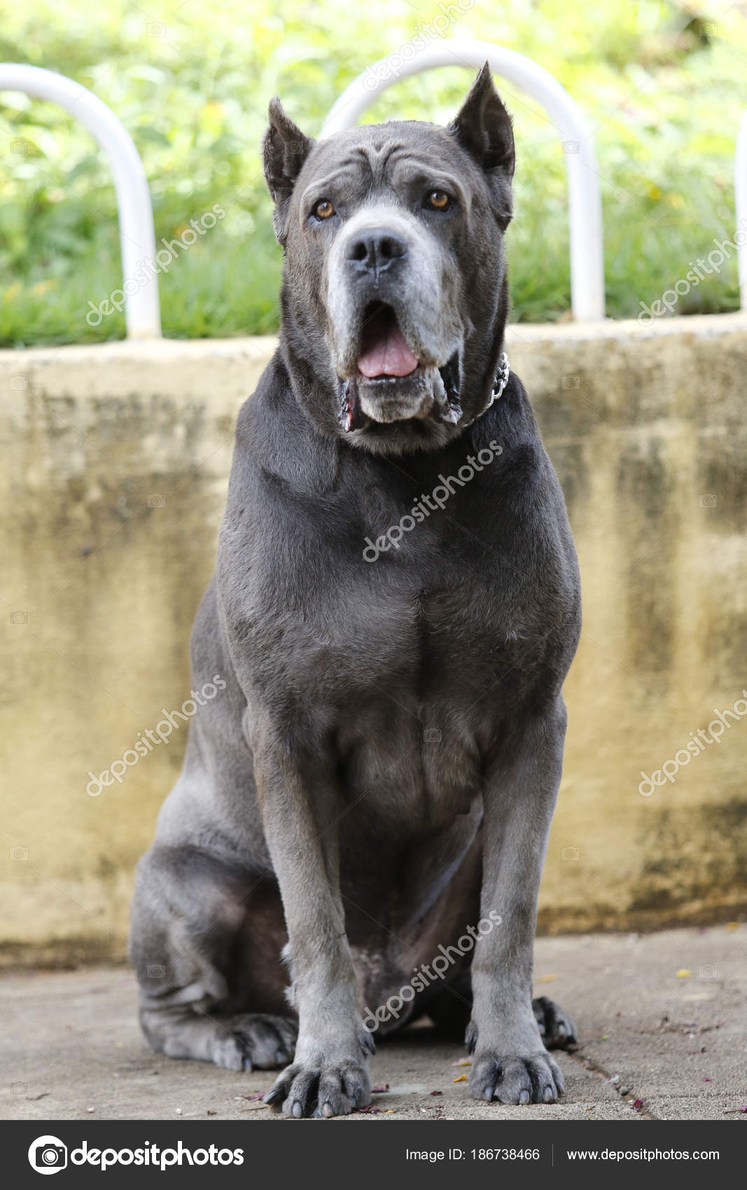 Adulto Di Cucciolo Cane Corso Foto Stock Sidneydealmeida 186738466