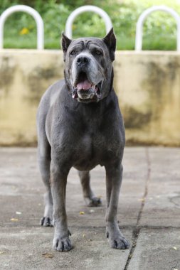 Yavru Cane Corso Yetişkin