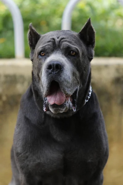 Kiskutya Cane Corso felnőtt — Stock Fotó