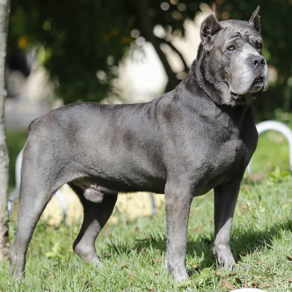 Štěně Cane Corso dospělý — Stock fotografie