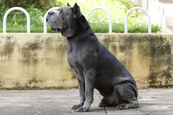 Kiskutya Cane Corso felnőtt — Stock Fotó