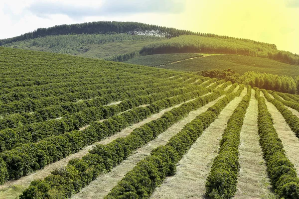 Fazenda cafeeira no Brasil — Fotografia de Stock