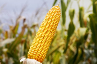 Mısır koçanı ekili alandaki