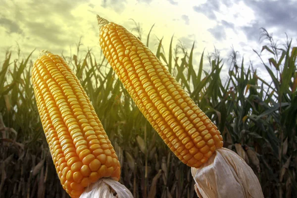 Mazorcas de maíz en el campo plantado — Foto de Stock