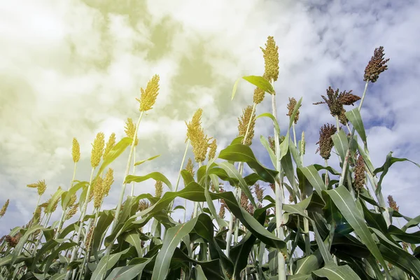 Sorgo Coltivazione di mais Campo di grano Piantagione con luce solare — Foto Stock