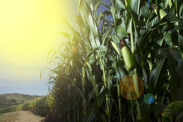 Corn crop and planting with sun in panoramic view in Brazil — Stock Photo, Image