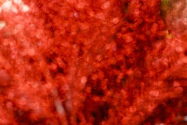 Kırmızı bulanık Noel tatili geçmişi