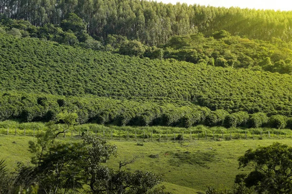 Farm coffee plantation in Brazil