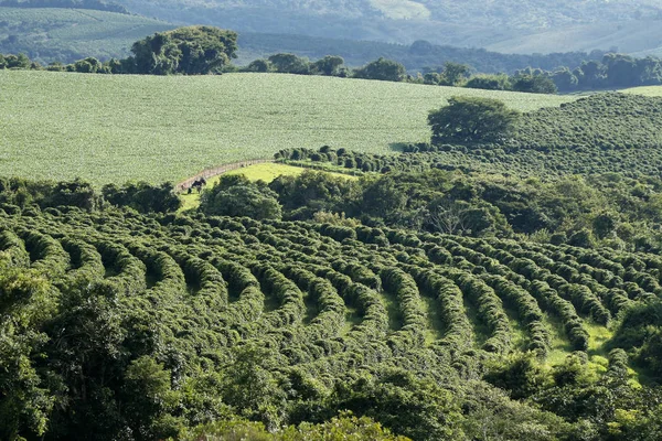 Farma kávové plantáže v Brazílii — Stock fotografie