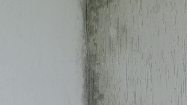 Infiltração Água Mofo Rachaduras Parede Telhado Branco Casa — Vídeo de Stock
