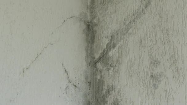 Infiltration Eau Moisissure Fissures Dans Mur Toit Blanc Maison — Video