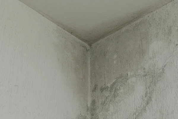 infiltration and mold on the ceiling