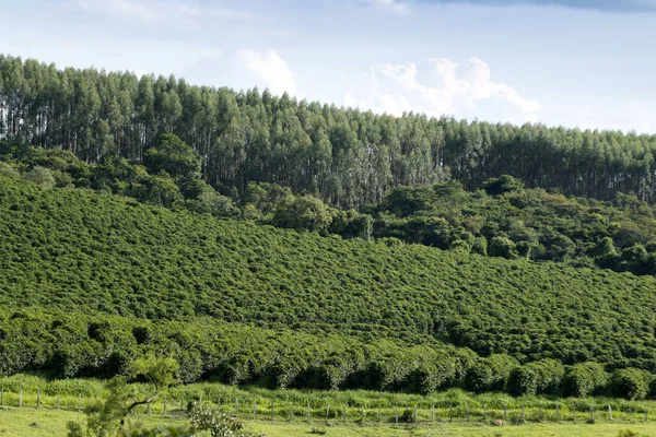 View farm with coffee plantation - Farm coffee plantation in Brazil - Cafe do Brasil