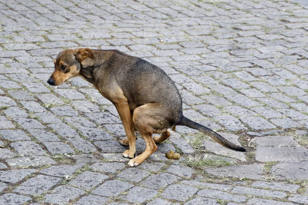 dog shit, dog pooping on the street, dog defecating in historic city, street dogs, stray dogs.