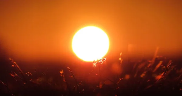 Vroege zonsopgang op een dag, rode lucht en witte zomerzon, detail op gras staande voor de zon — Stockfoto