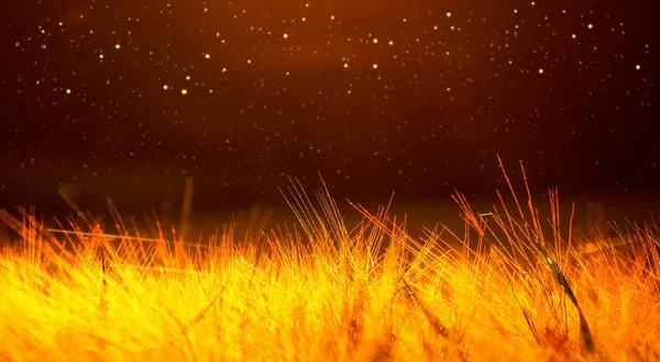 Pole pszenicy złotej pokryte czerwonym tle światła, ciemne — Zdjęcie stockowe
