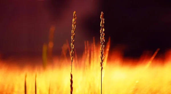 Close-up de alguma grama ensolarada campo de verão. Fundo Ultrawide, cor quente — Fotografia de Stock