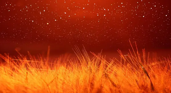 Поле червоної пшениці, покрите світлим, ультрафіолетовим фоном — стокове фото