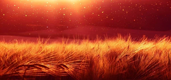 Тлі дозрівання ячмінь пшенична сфера на захід сонця небо. Ultrawide тло. Sunrise. Тон фотографії, передані з червоним перехід — стокове фото
