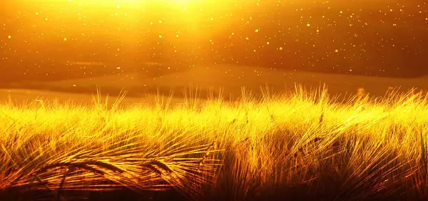 Tło dojrzewania jęczmień pszenica pola na zachód słońca niebo. Ultraszerokie tła. Wschód słońca. Ton zdjęcie przekazane gold przejście — Zdjęcie stockowe