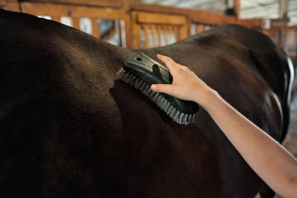 Una jinete adolescente lava y cepilla un caballo en un establo . — Foto de Stock