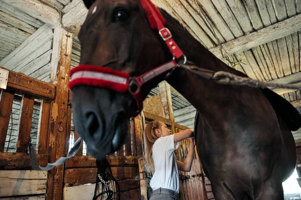 Una jinete adolescente ensilla un caballo y le pone un freno . — Foto de Stock