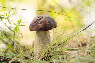 Ormanda yetişen Boletus Edulis mantarı. Yeşil çimenler ve yapraklar, gün ışığı, bulanık arkaplan.