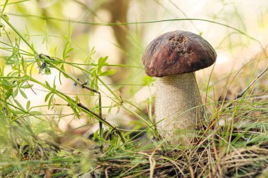 Ormanda yetişen Boletus Edulis mantarı. Yeşil çimenler ve yapraklar, gün ışığı, bulanık arkaplan.