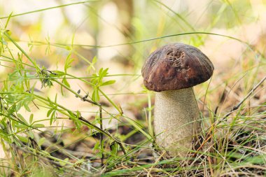 Ormanda yetişen Boletus Edulis mantarı. Yeşil çimenler ve yapraklar, gün ışığı, bulanık arkaplan.