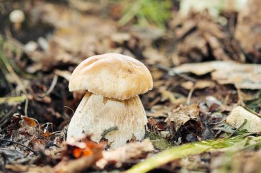 Ormanda yetişen Boletus Edulis mantarı. Yeşil çimenler ve yapraklar, gün ışığı, bulanık arkaplan.