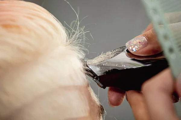 Kuaför kadın müşteriyi budayıcı ile keser. Kısa bir saç kesimi, tıraş edilmiş bir tapınak ve saç çizimi.. — Stok fotoğraf