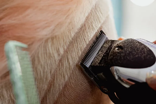 Máquina de cabeleireiro corta cliente mulher. Um corte de cabelo curto, templo raspado e um desenho no cabelo . — Fotografia de Stock