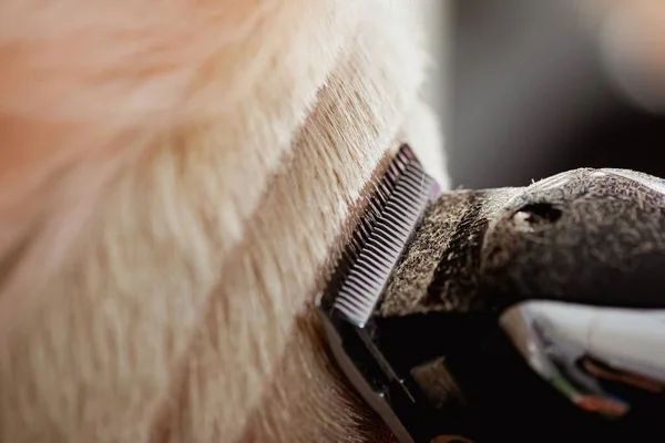 Máquina de cabeleireiro corta cliente mulher. Um corte de cabelo curto, templo raspado e um desenho no cabelo . — Fotografia de Stock