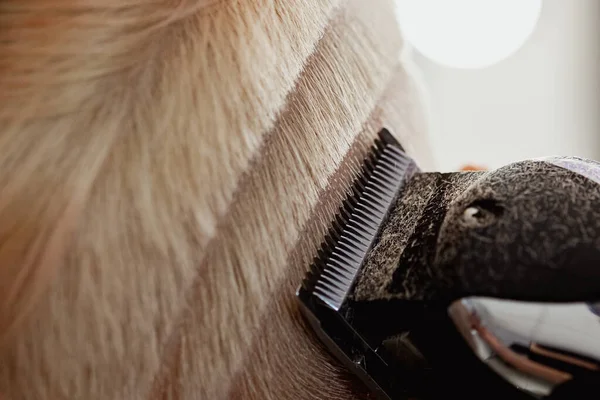 Máquina de cabeleireiro corta cliente mulher. Um corte de cabelo curto, templo raspado e um desenho no cabelo . — Fotografia de Stock