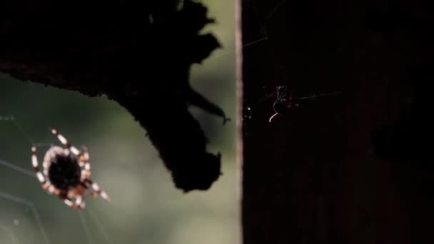蜘蛛在森林的网络上。受害者掉进了网中. — 图库视频影像
