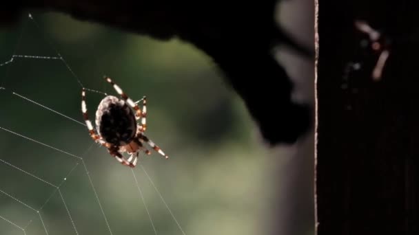 Pavouk na pavučině v lese. Oběť spadla do sítě..