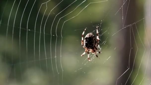 Pavouk na pavučině v lese. Oběť spadla do sítě.. — Stock video