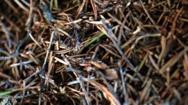 Karıncalar karınca yuvasında koşar.