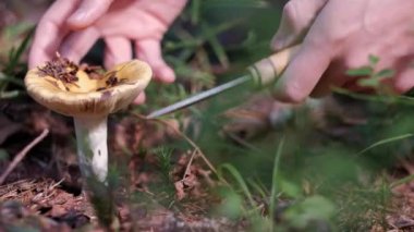 Bir mantar toplayıcısı ormanda bir bıçakla sarı bir mantar keser..