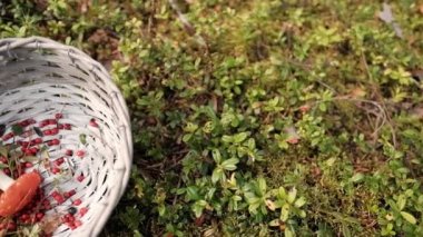 Lingonberries ve chanterelle mantarları ormanda bir sepette yatıyor..
