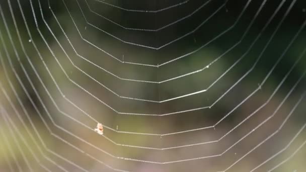Araignée sur la toile dans la forêt. La victime est tombée dans la toile .