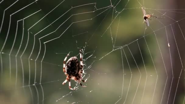 Pók a neten az erdőben. Az áldozat beleesett a hálóba.. — Stock videók