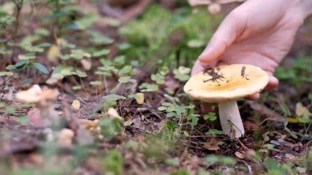En svampplockare skär en gul svamp med kniv i skogen. — Stockvideo