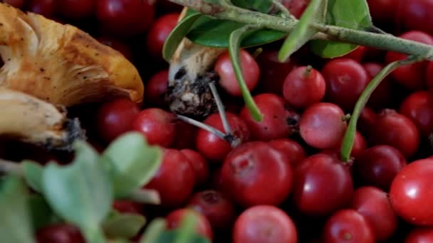 Lingonberries en chanterelle champignons liggen in een mand in het bos. — Stockvideo