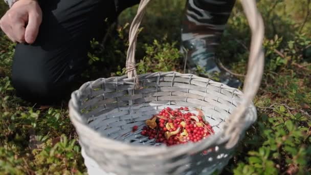 Lingon och kantarellsvampar ligger i en korg i skogen. — Stockvideo