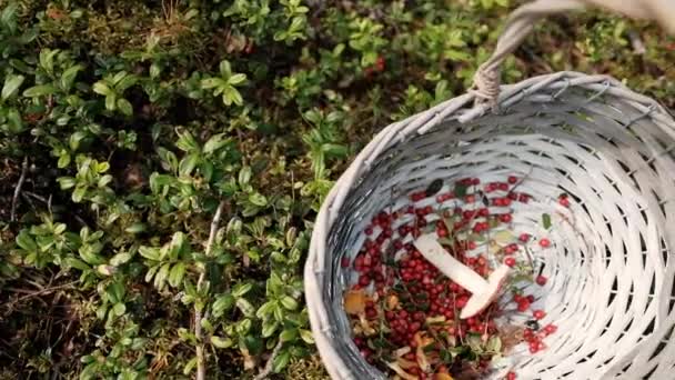 Lingonberry i grzyby kanterelowe leżą w koszu w lesie. — Wideo stockowe