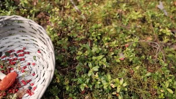 Lingonberries és chanterelle gomba fekszik egy kosárban az erdőben. — Stock videók
